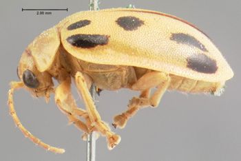 Media type: image; Entomology 19417   Aspect: habitus lateral view